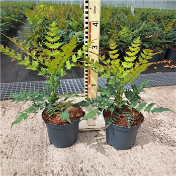 Mahonia media 'Winter Sun' F00008404
