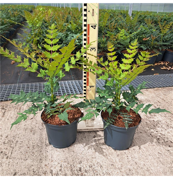 Mahonia media 'Winter Sun' F00008404