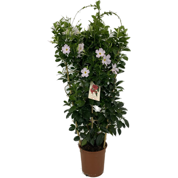 Mandevilla (Dipladenia) Brasiliera White F00004817