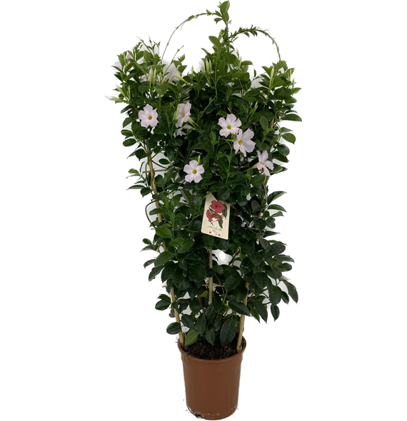 Mandevilla (Dipladenia) Brasiliera White F00004817