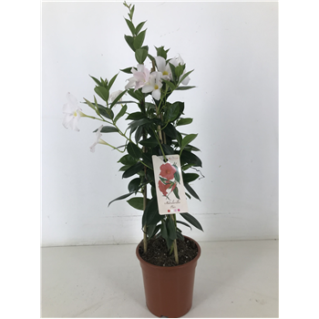 Mandevilla (Dipladenia) Rio White F00004814