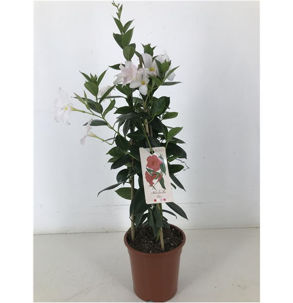 Mandevilla (Dipladenia) Rio White F00004814