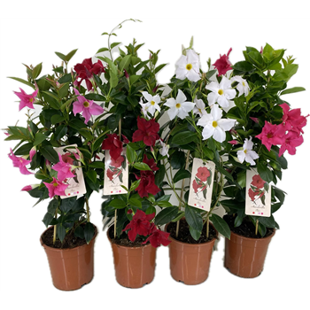 Mandevilla (Dipladenia) Rio mix F00004815