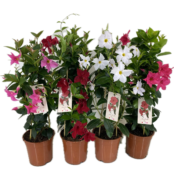 Mandevilla (Dipladenia) Rio mix F00004815