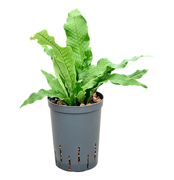 Microsorum 'crocodyllus' 1MICRBP10