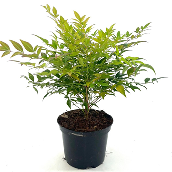 Nandina domestica 'Gulf Stream' F00008391