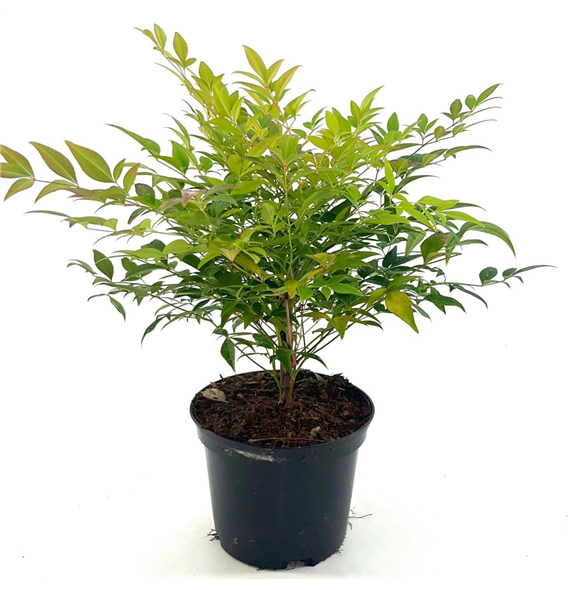 Nandina domestica 'Gulf Stream' F00008391
