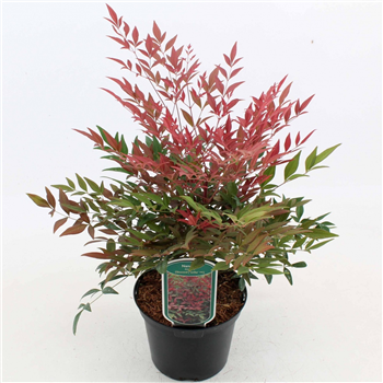 Nandina domestica 'Obsessed' F00008390