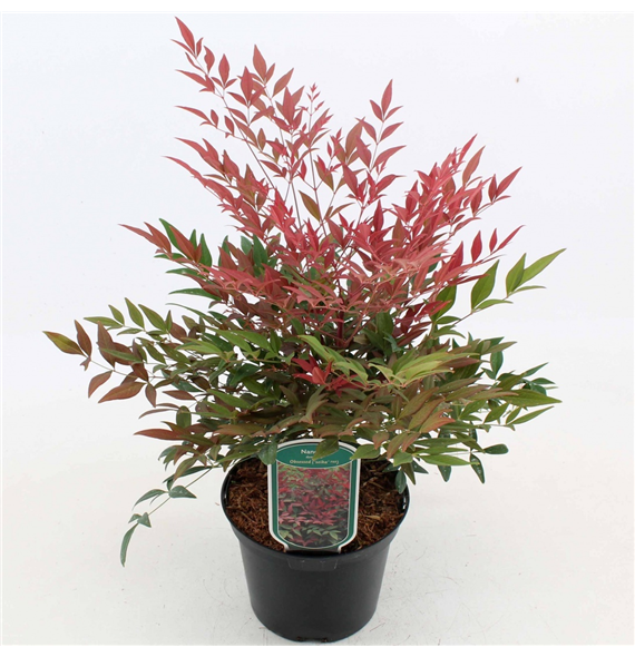 Nandina domestica 'Obsessed' F00008390