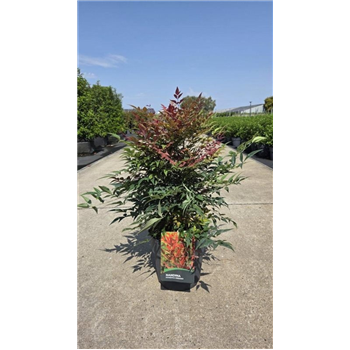 Nandina domestica 'Obsessed' F00006781