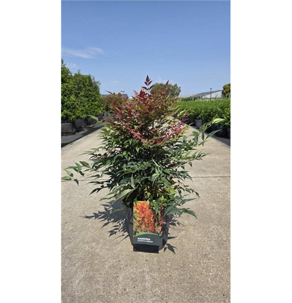 Nandina domestica 'Obsessed' F00006781
