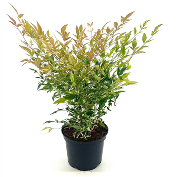 Nandina domestica 'Twilight' F00008283