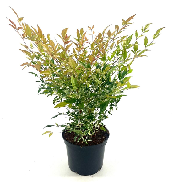 Nandina domestica 'Twilight' F00008283