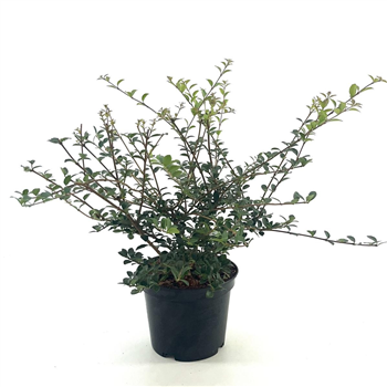 Osmanthus delavayi F00008396