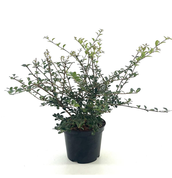 Osmanthus delavayi F00008396