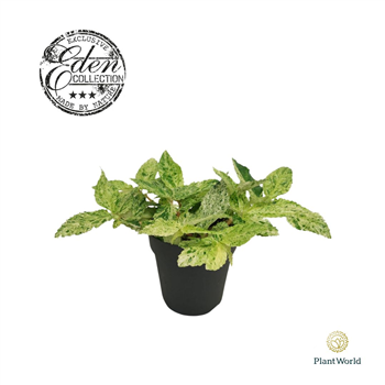 Pellionia repens 'Variegata' F00004473
