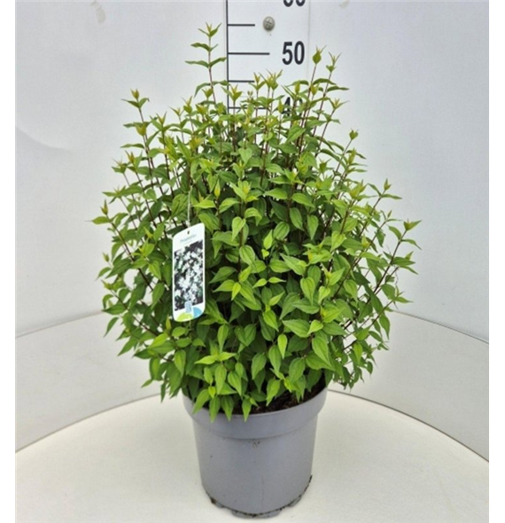 Philadelphus 'Lemoinei' F00008238