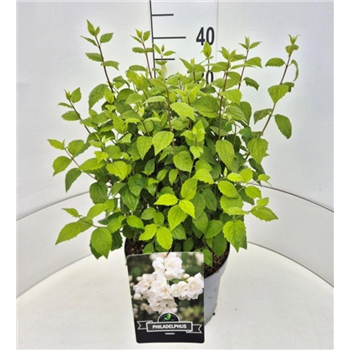 Philadelphus 'Virginal' F00008240