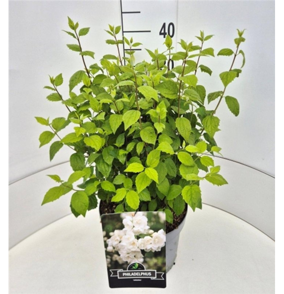 Philadelphus 'Virginal' F00008240