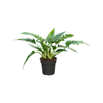 Philodendron 'Narrow' 4PHNABU24