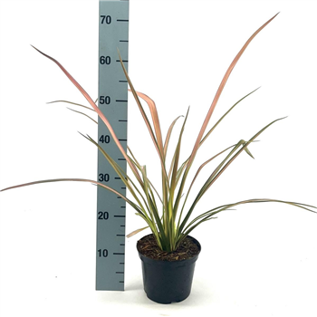 Phormium tenax 'Duet' F00008417