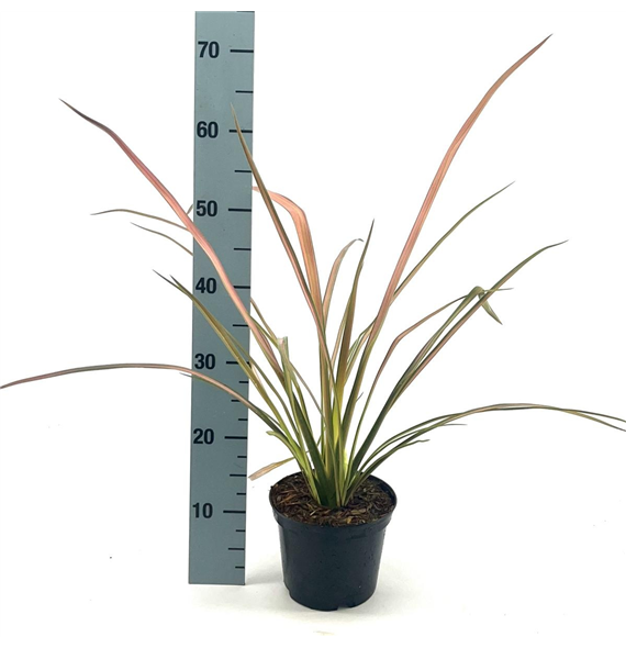 Phormium tenax 'Duet' F00008417
