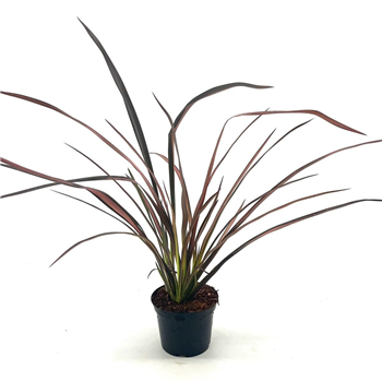 Phormium tenax 'Evening Glow' F00008418