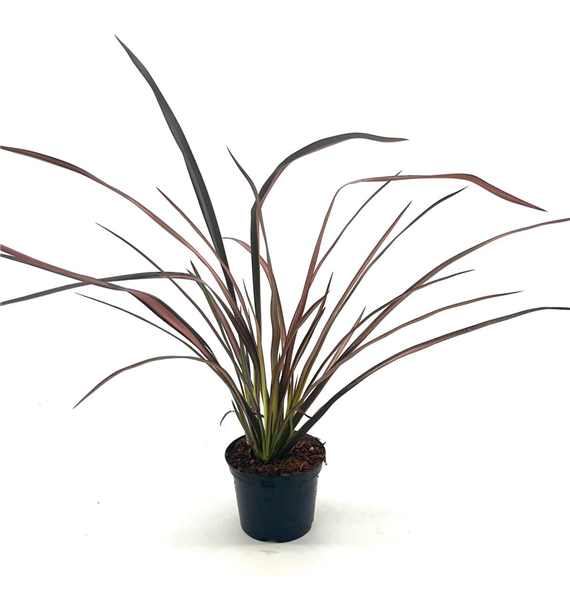 Phormium tenax 'Evening Glow' F00008418