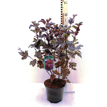 Physocarpus opulifolius 'Diable d'Or' F00008425