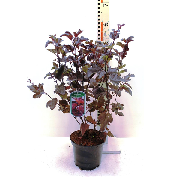 Physocarpus opulifolius 'Diable d'Or' F00008425