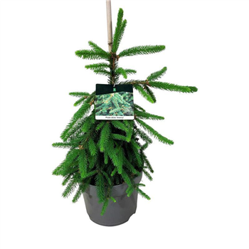 Picea abies 'Inversa' F00008374