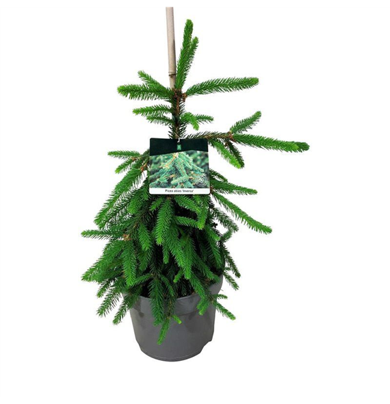 Picea abies 'Inversa' F00008374
