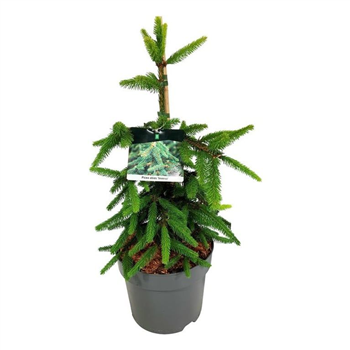 Picea abies 'Inversa' F00008382