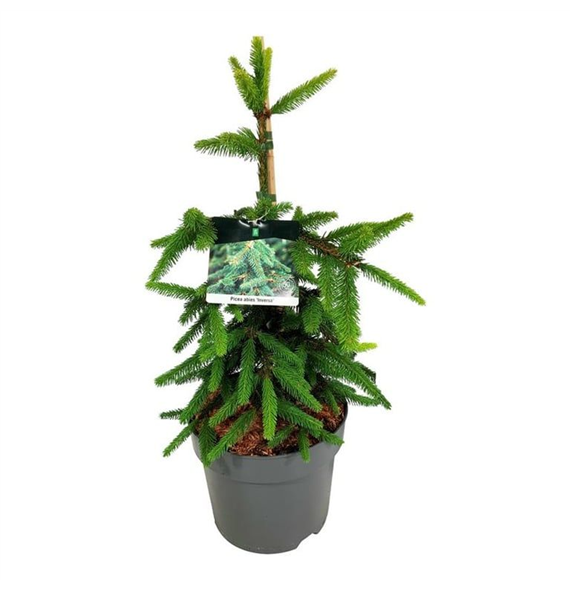 Picea abies 'Inversa' F00008382