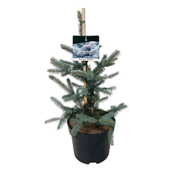 Picea pungens 'Fat Albert' F00008375