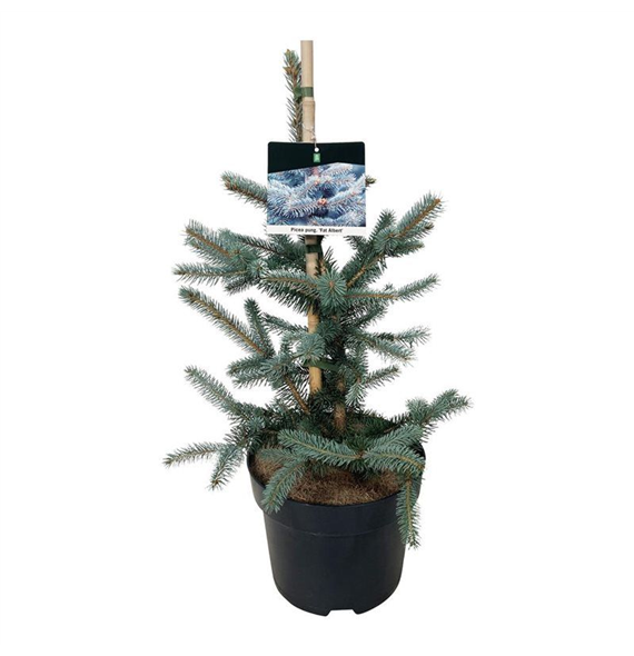 Picea pungens 'Fat Albert' F00008375