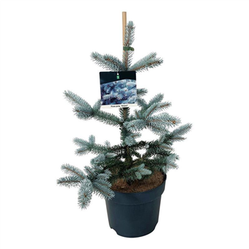 Picea pungens 'Hoopsii' F00008383