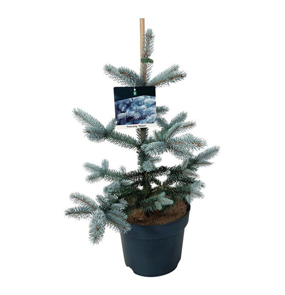 Picea pungens 'Hoopsii' F00008383