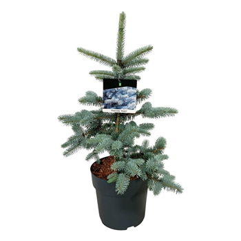 Picea pungens 'Hoopsii' F00008386