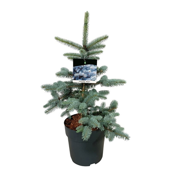 Picea pungens 'Hoopsii' F00008386