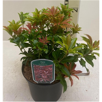 Pieris japonica 'Mountain Fire' F00008403