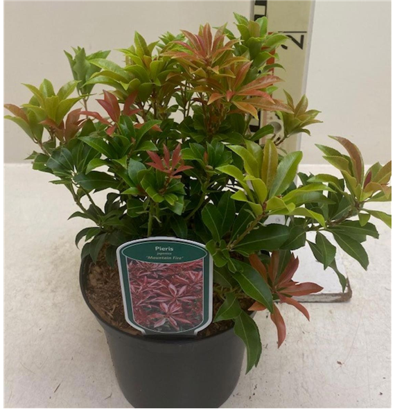 Pieris japonica 'Mountain Fire' F00008403