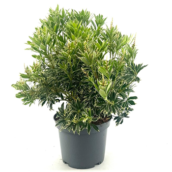 Pieris japonica 'White Rim' F00008426