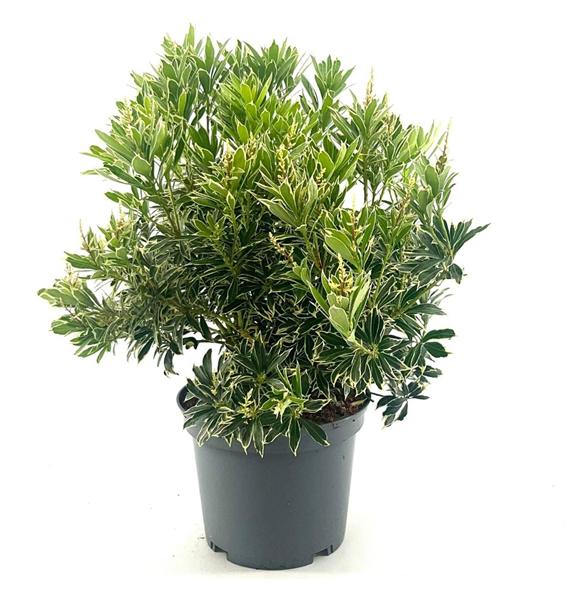 Pieris japonica 'White Rim' F00008426