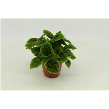 Pilea Moon valley F00000421