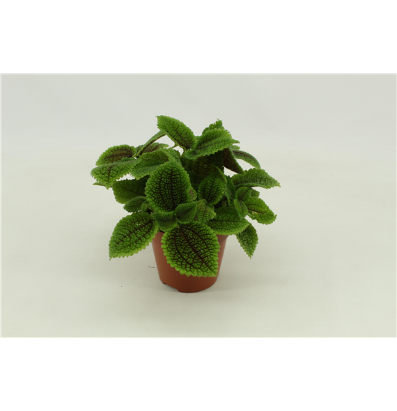 Pilea Moon valley F00000421