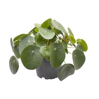 Pilea peperomioides F00001053