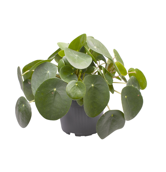 Pilea peperomioides F00001053
