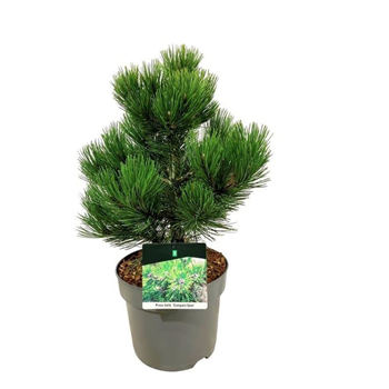 Bor(Pinus) heldreichii 'Compact Gem' F00008384