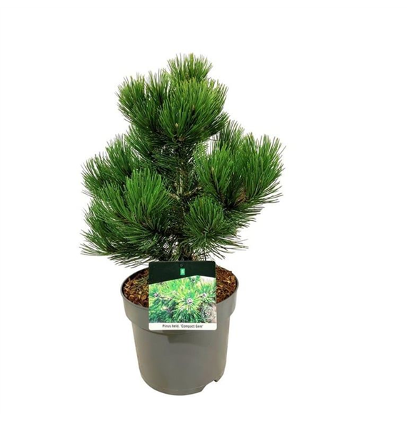 Bor(Pinus) heldreichii 'Compact Gem' F00008384